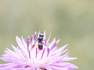 cute bee collects nectar on flower. close-up photo of insect. Beautiful summer photo, warm summer day, sunshine. poster for interior. picture for house. interior photography