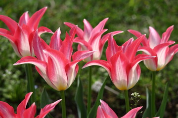 色とりどりに咲き誇る赤白黄色