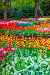 Rows of tulip flowers