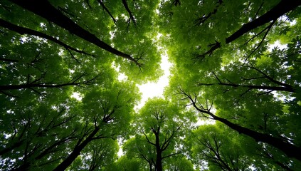 Fototapeta premium Sunlight Streaming Through High Trees In A Peaceful Green Forest