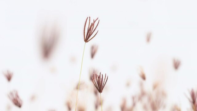 slow motion of brown grass flowers swaying in the wind on white background.