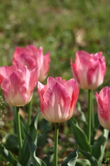 Fototapeta premium 色とりどりに咲き誇る赤白黄色