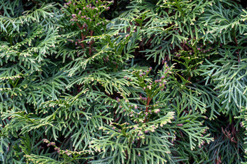 Lush conifer foliage displaying intricate patterns and vibrant green hues in natural environment