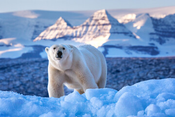 Polar bear, ursus maritimus, and the red rock mountains of Vikinge Bay, Scoresby Sund, Greenland. Front view of an adult female standing on a blue iceberg.
