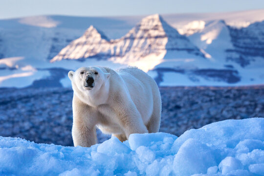 Polar bear, ursus maritimus, and the red rock mountains of Vikinge Bay, Scoresby Sund, Greenland. Front view of an adult female standing on a blue iceberg.