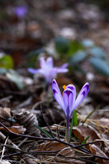 Purple pattern on the petals of a lilac crocus. Forest floor,blurred background