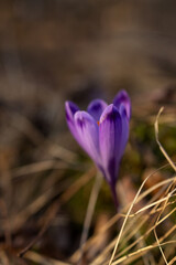 Purple flower of a spring crocus in close-up on a blurred brown background