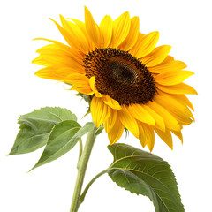Fresh sunflower isolated on transparent background