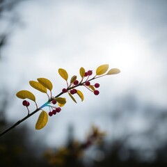 Fototapeta premium autumn leaves on transparent background, red autumn leaves, autumn leaves on a branch, red berries on a tree