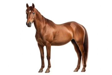 Obraz premium Horse stallion standing mammal.