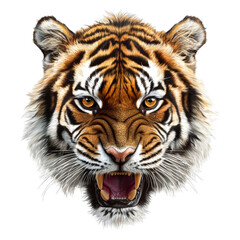Fototapeta premium Fierce tiger head with intense expression for wildlife art and design projects