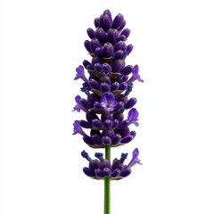 Fototapeta premium Stunning close-up photography of a single purple flower surrounded by a beautiful lavender field with ample copy space for text or graphic design elements in a natural setting