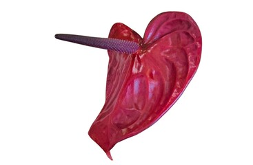 Flamingo flower: a species of flowering plant, its botanical name is Anthurium andraeanum (isolated...