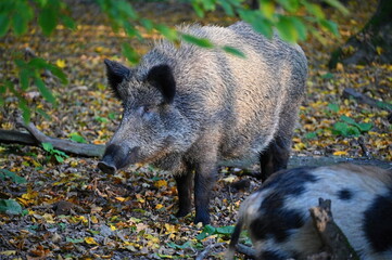 Wild boars in nature. Beautiful concept for animals and nature.