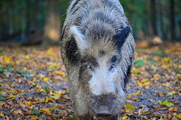 Wild boars in nature. Beautiful concept for animals and nature.