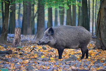 Wild boars in nature. Beautiful concept for animals and nature.
