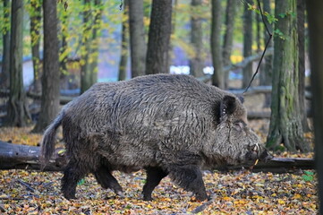 Wild boars in nature. Beautiful concept for animals and nature.