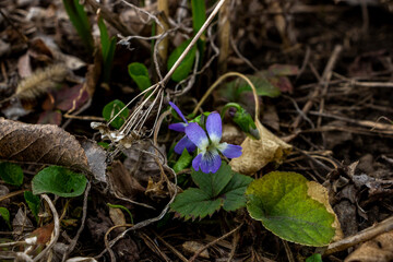 forest violet, heart, shoes, elegant, purple-blue flowers, spring, yellowed leaves, first, garden, park, blooming, macro