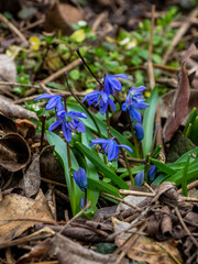 snowdrop, blue flowers, yellow pistil, early flowering, plant, spring, fallen leaves, first, garden, park, meadow