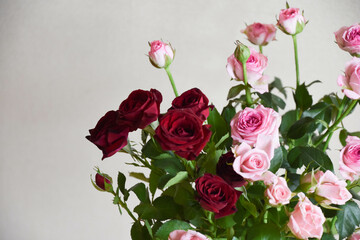 ピンクと赤のばら