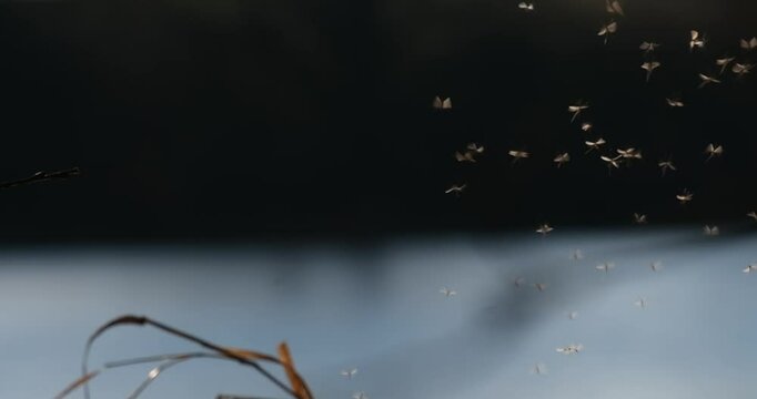 Insects swarm near water at sunset reflecting nature's vibrant ecosystem