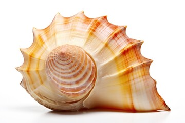 Obraz premium Shell seashell conch white background.