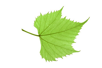 Grape leaf isolated on white background. Grape leaf isolated. Clipping path. No AI tools