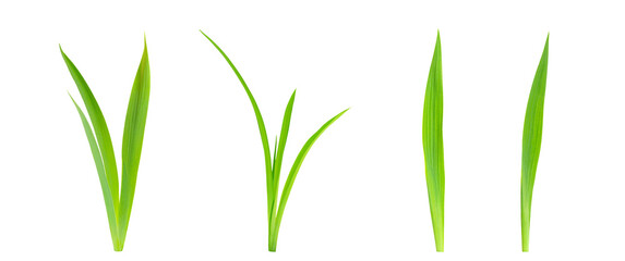 Single green grass isolated on white. Green grass blades over a white background. Clipping path. No AI tools