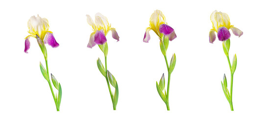 Iris flowers isolated on white background. Isolated white background collection of iris flowers. Clipping path. No AI tools