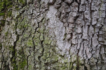 background and texture of the bark of different tree species