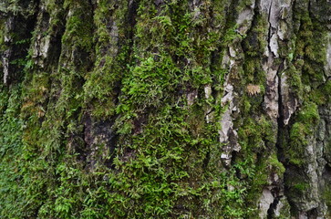 background and texture of the bark of different tree species