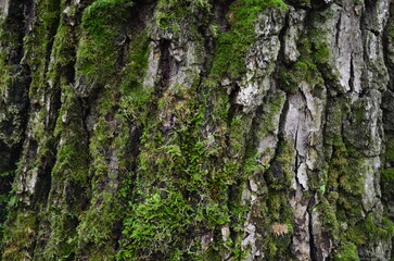 background and texture of the bark of different tree species