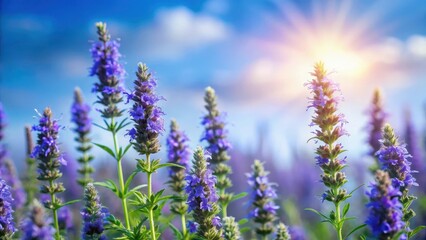 Fototapeta premium Hyssop Blooms Against Soft Focus Sky , soft focus effect, floral arrangement