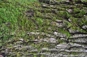 background and texture of the bark of different tree species