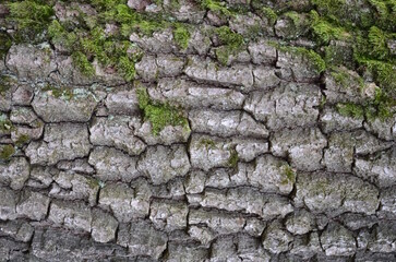 background and texture of the bark of different tree species
