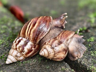 Two Giant African Land Snails or Achatina fulica, mating and interacting on a mossy path