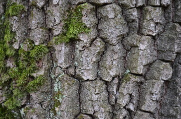 background and texture of the bark of different tree species