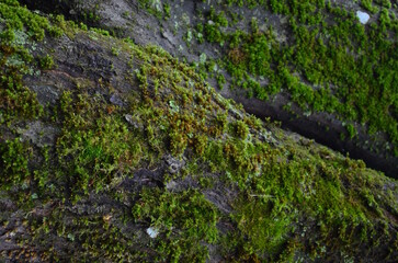 background and texture of the bark of different tree species