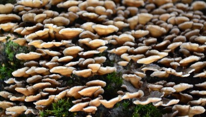 background and texture of the bark of different tree species