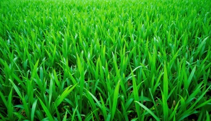 Obraz premium The green grass texture is a vibrant mix of varying shades of green, from deep emerald to soft mint, creating a lush and inviting appearance