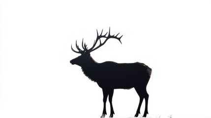 Obraz premium ELK silhouette on white background