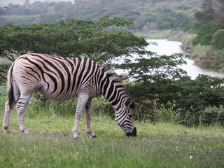Obraz premium Graceful Zebra Grazing in Lush Greenery by a Serene River