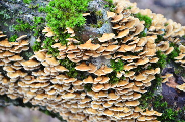 background and texture of the bark of different tree species