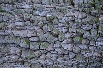 background and texture of the bark of different tree species