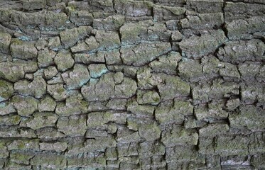 background and texture of the bark of different tree species
