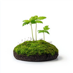 A vibrant green plant thriving in a lush, mossy mound surrounded by nature's beauty with ample copy space for text and design elements in a realistic photography setting