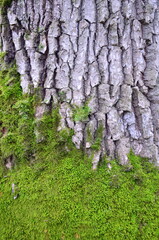 background and texture of the bark of different tree species