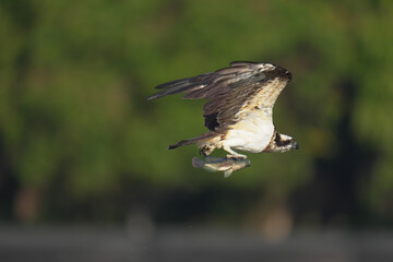 Osprey soars bird flying to catch fish in a pond
