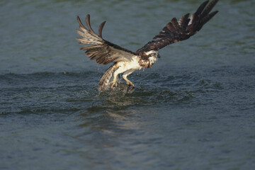 Osprey soars bird flying to catch fish in a pond