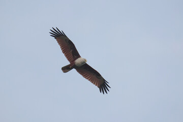 Brahminy Kite (Haliastur indus) bird high in the air scouting for prey 